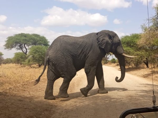 4 Days Wildlife Safari in Kenya