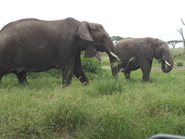 Amboseli National Park