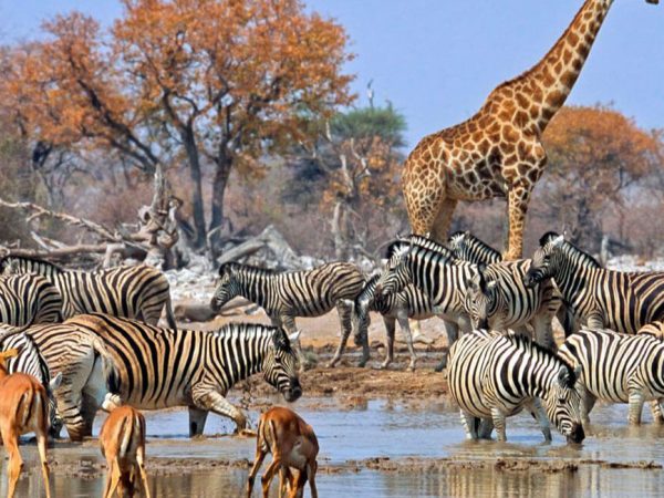 Etosha National Park