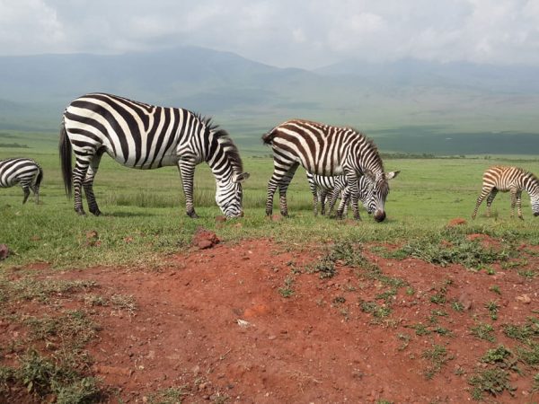 Ngorongoro Conservation