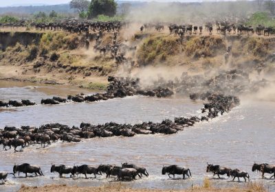 Serengeti vs. Masai Mara – Which Safari Destination Should You Choose?